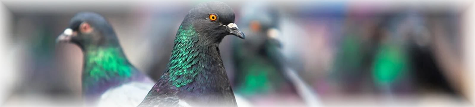 palomas-pichones